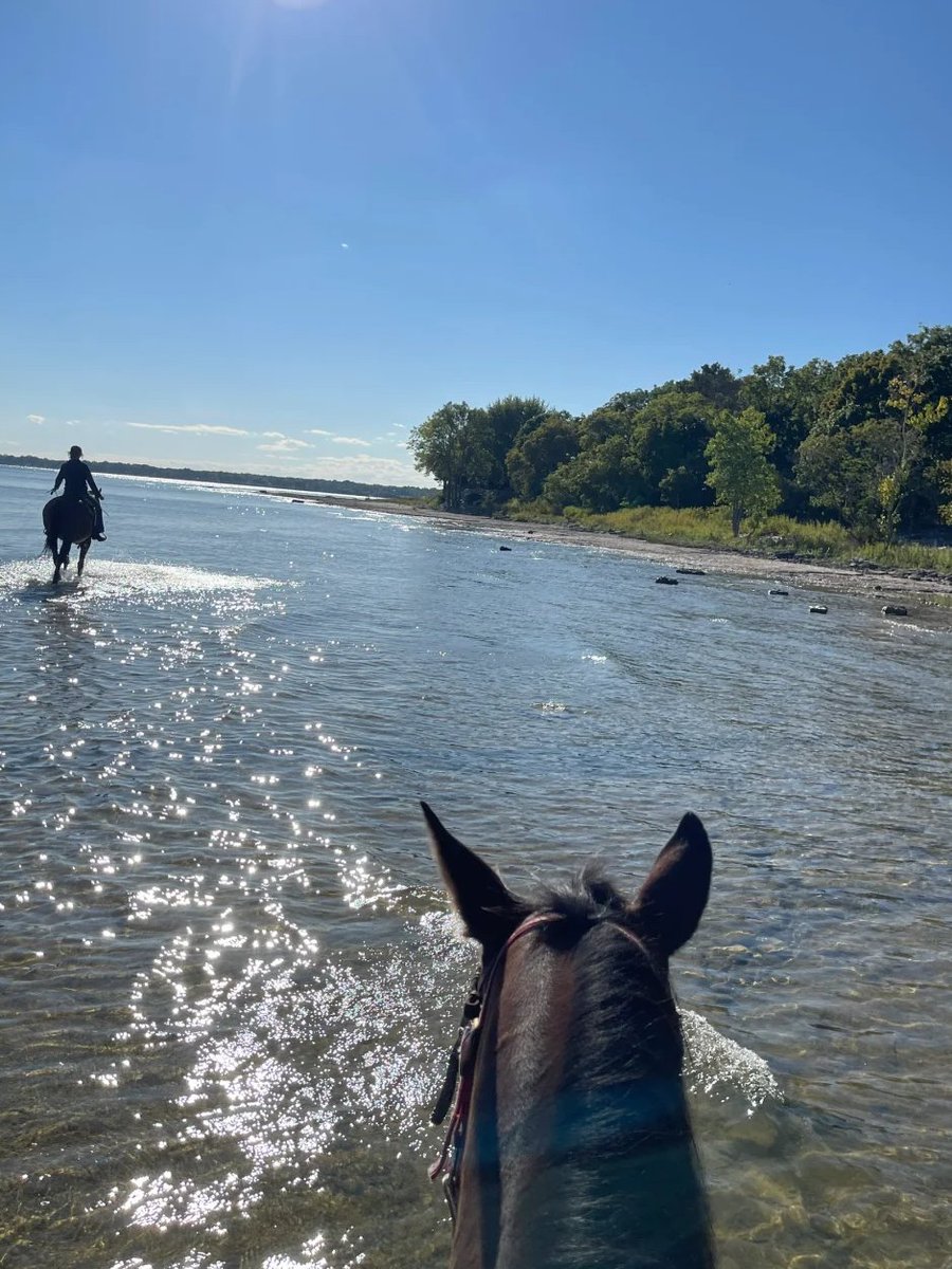 ElmaYeoz's tweet photo. The sun is shining, ride your horse to the sea, and enjoy this peaceful and free time. 🌞🐎 https://t.co/rboFGQgfLx