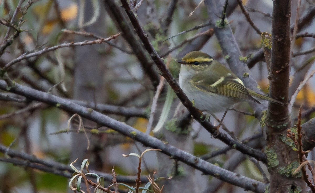TringaCottage's tweet photo. Managed to see a Pallas Warbler on what may be the last “roll of the dice” this autumn @spurnbirdobs @RareBirdAlertUK https://t.co/4GIYlOgWI8