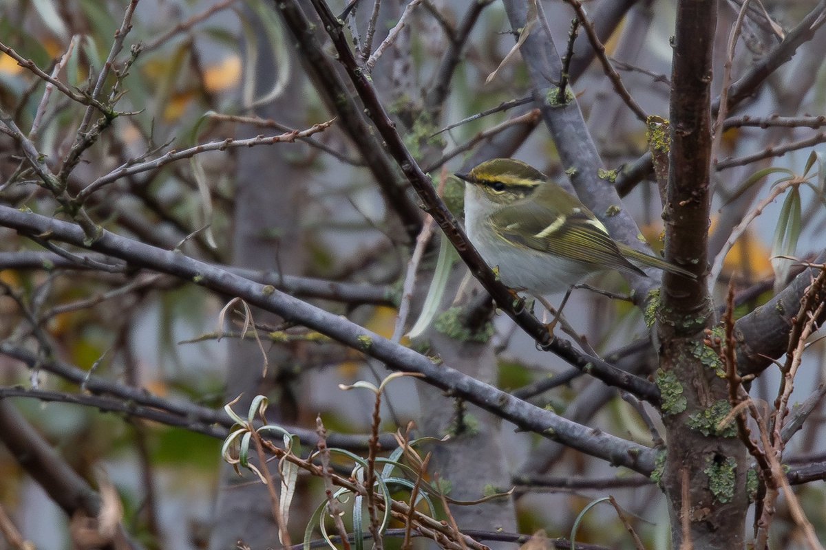 TringaCottage's tweet photo. Managed to see a Pallas Warbler on what may be the last “roll of the dice” this autumn @spurnbirdobs @RareBirdAlertUK https://t.co/4GIYlOgWI8