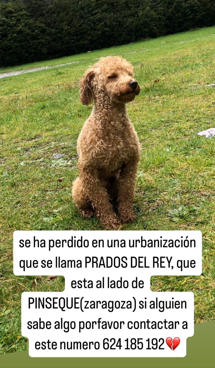 Familia, se ha perdido Lío, el perrito de Nai por Prados del Rey (Zaragoza). Si sabéis algo contactad con el número que veis en la imagen 💔