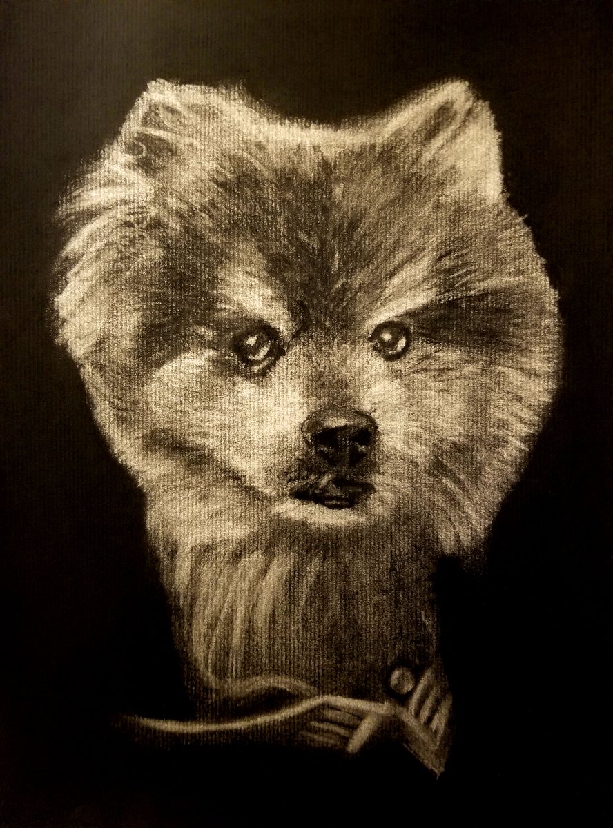 Later_AtBobs's tweet image. Charcoal on laid paper, 9x12 inches #animal #dog #drawing #charcoal