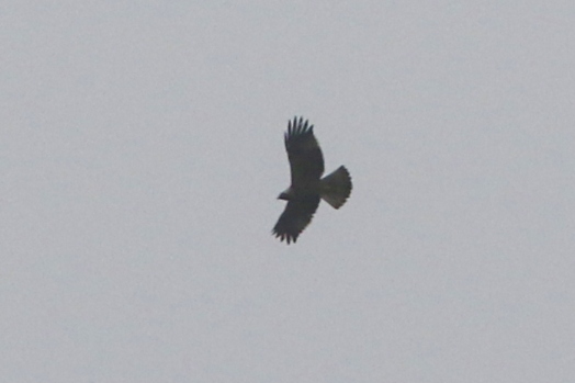 dark morph Booted Eagle at Remenham Hill, Berkshire this morning. 25 years since the last one I saw in Britain and Ireland...