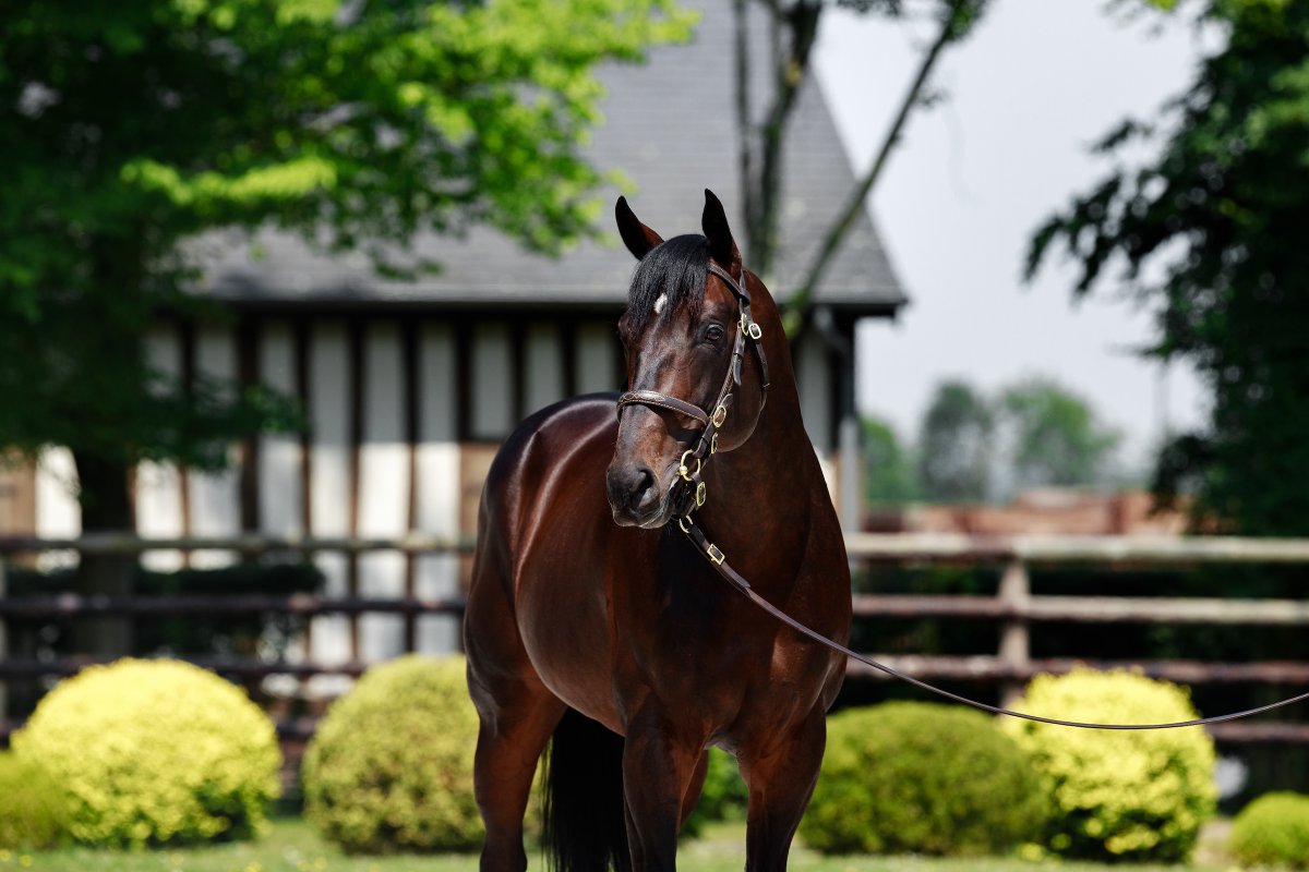 ✨ New winner for <a href="/AlShaqabRacing/">Al Shaqab Racing</a>'s first-crop sire WOODED (pic <a href="/zuzanna_lupa/">Zuzanna Lupa</a>) ✨

🥇 WOODSHAUNA wins at <a href="/fgdeauville/">FGdeauville</a> for <a href="/GraffardRacing/">𝐅𝐫𝐚𝐧𝐜𝐢𝐬-𝐇𝐞𝐧𝐫𝐢 𝐆𝐫𝐚𝐟𝐟𝐚𝐫𝐝</a>. Bred by Haras De Magouet, the 2YO colt sold to owners Al Shaqab Racing from <a href="/Harasdegrandcam/">Haras de Grandcamp</a> at <a href="/InfoArqana/">ARQANA</a> for €70,000.

#ReadAllAboutIt
