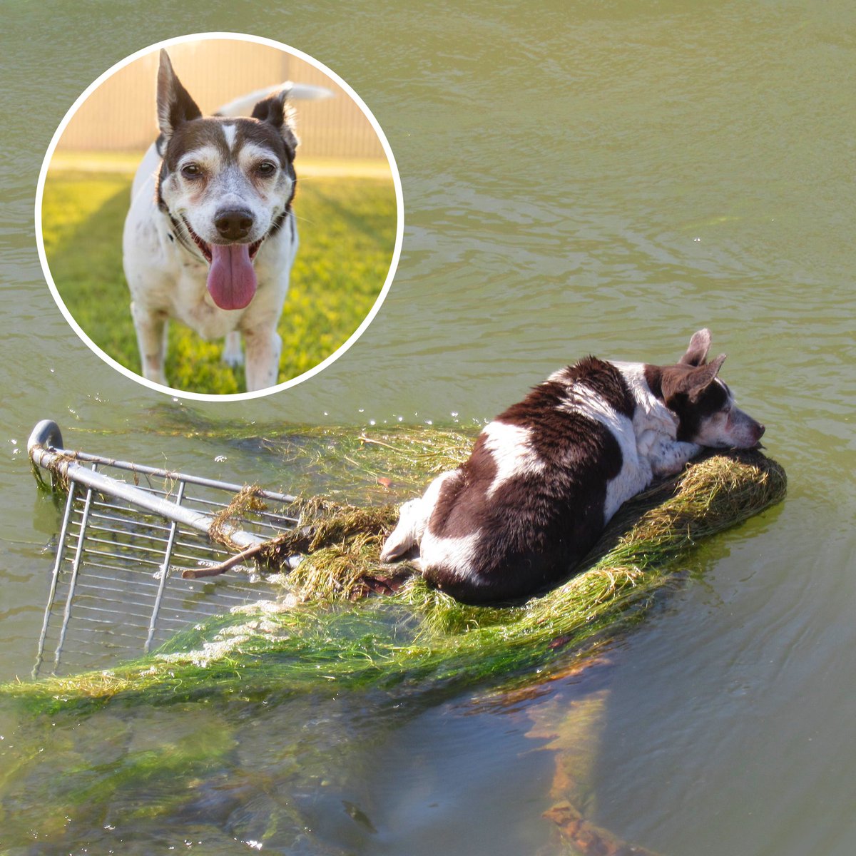dog_rates's tweet photo. This is Dorothea. She was found stranded on a shopping cart in a canal in June. @AZHumane rescued her, treated her minor injuries, and got her feeling much better. This week, she finally found a forever home where she can live out her golden years. 13/10 #SeniorPupSaturday https://t.co/UNPI0Khcsp