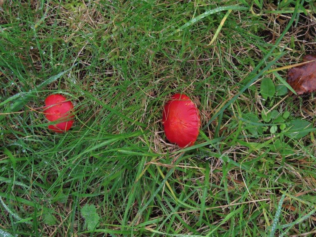 New blog just posted:
#WildEssexWalks - autumn in the Wivenhoe Cemeteries. An effing good day of fungi, foliage, fruits and Firebugs!
chrisgibsonwildlife.co.uk/wildessexwalks…