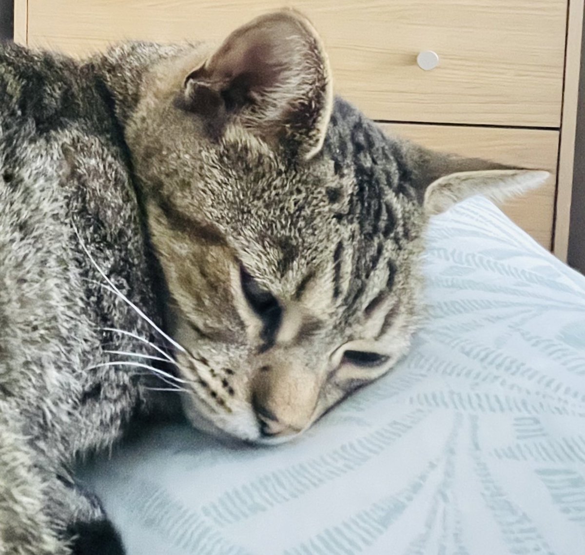 NinnyCat's tweet photo. Uh oh I'm in trouble .. I may have hid outside from the cat lady!  I didn't even appear when bonkers were shaken!
She's set the lock so I'll come in and not go out again. The flap won't be opened tomorrow so I'll stay inside 😿😾😿 #TabbyUnion #BraveBilly https://t.co/CkYLilesVP