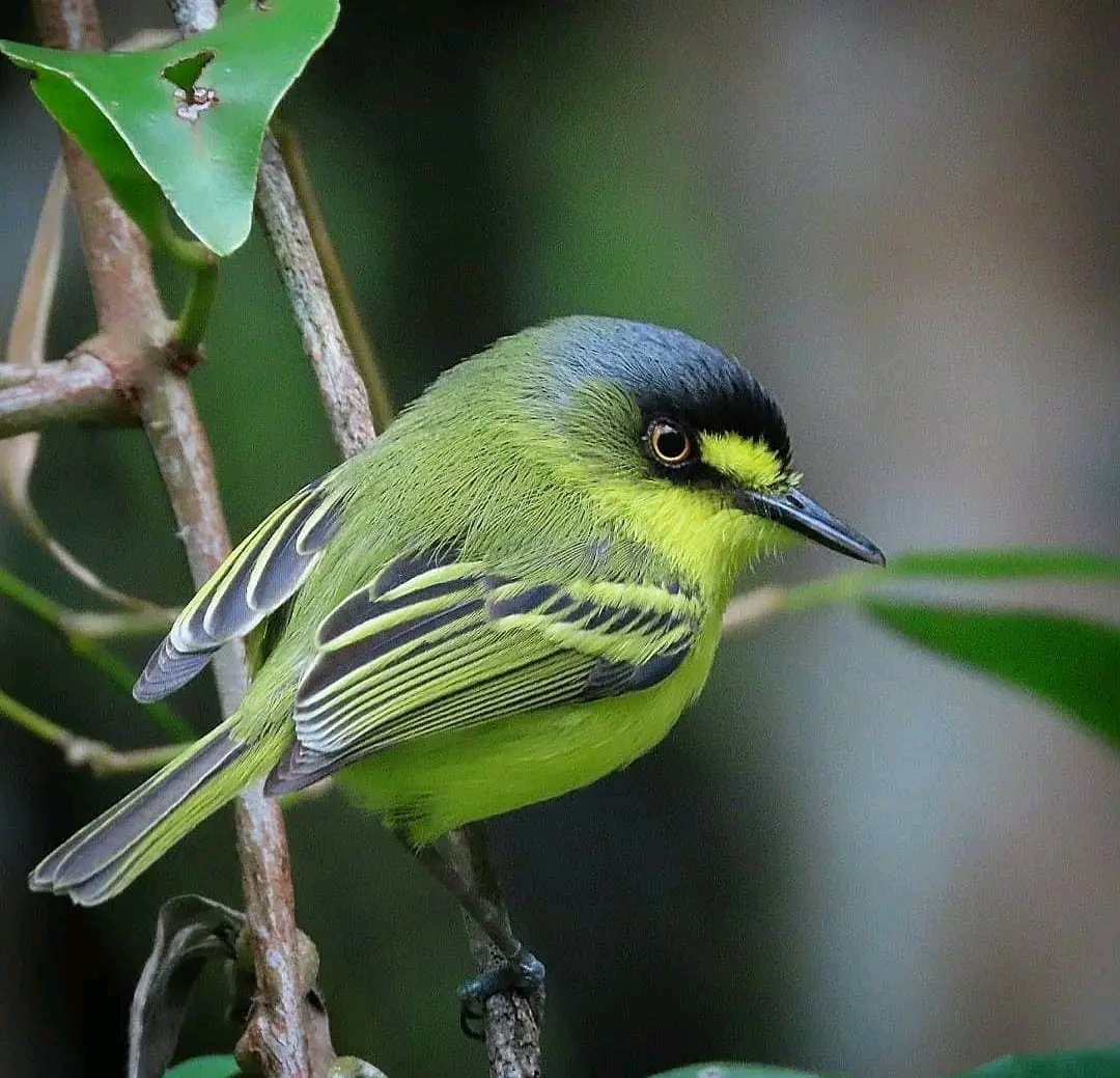 Grey-headed Tody-flycatcher

📸: giovanni.jfora ©️

#birds #photography #nature #beautiful