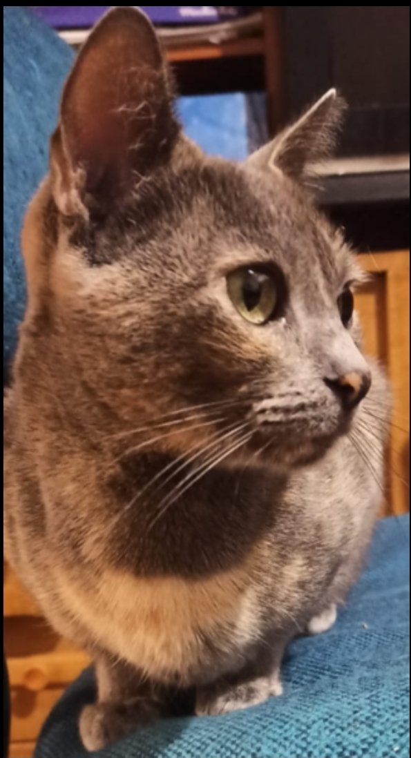 Rate my cat. I also want more cat pics