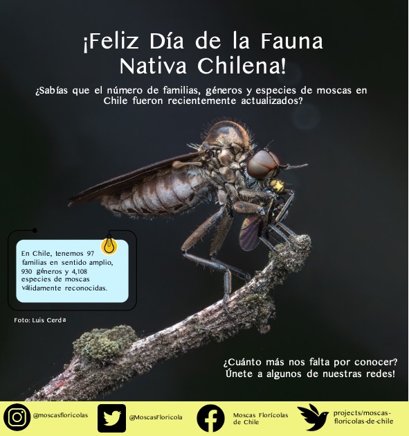 Feliz día de la fauna nativa de Chile!!! Únetenos en alguna de nuestras redes y comparte tus registros y sigue las noticias de nuestras contribuciones y hallazgos!! Moscas Florícolas de Chile cumplirá muy pronto 10 años de vida y lo vamos a celebrar con todo el próximo año!!