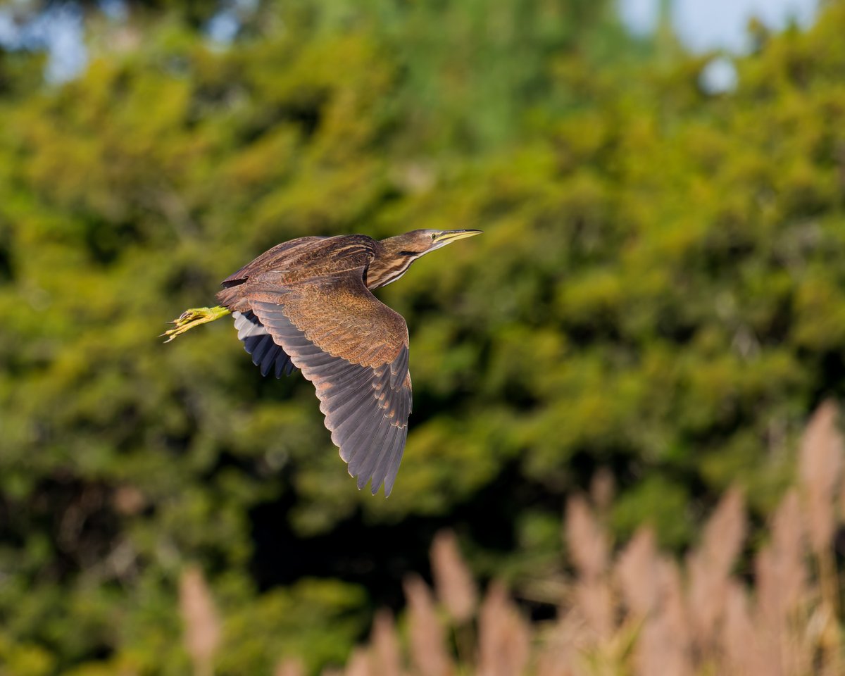 hubbnyc's tweet photo. American Bittern at Hammonasset Beach SP in Madison, CT today
#americanbittern #fallmigration #ctwildlife #ctnaturefans #birdphotography #nikonphotography https://t.co/YKeYlB6yyJ