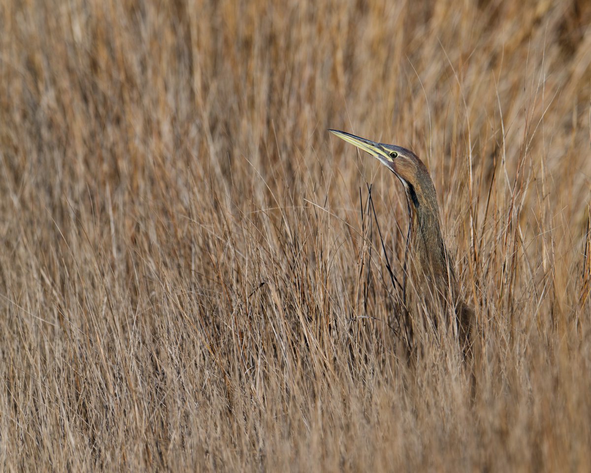 hubbnyc's tweet photo. American Bittern at Hammonasset Beach SP in Madison, CT today
#americanbittern #fallmigration #ctwildlife #ctnaturefans #birdphotography #nikonphotography https://t.co/YKeYlB6yyJ