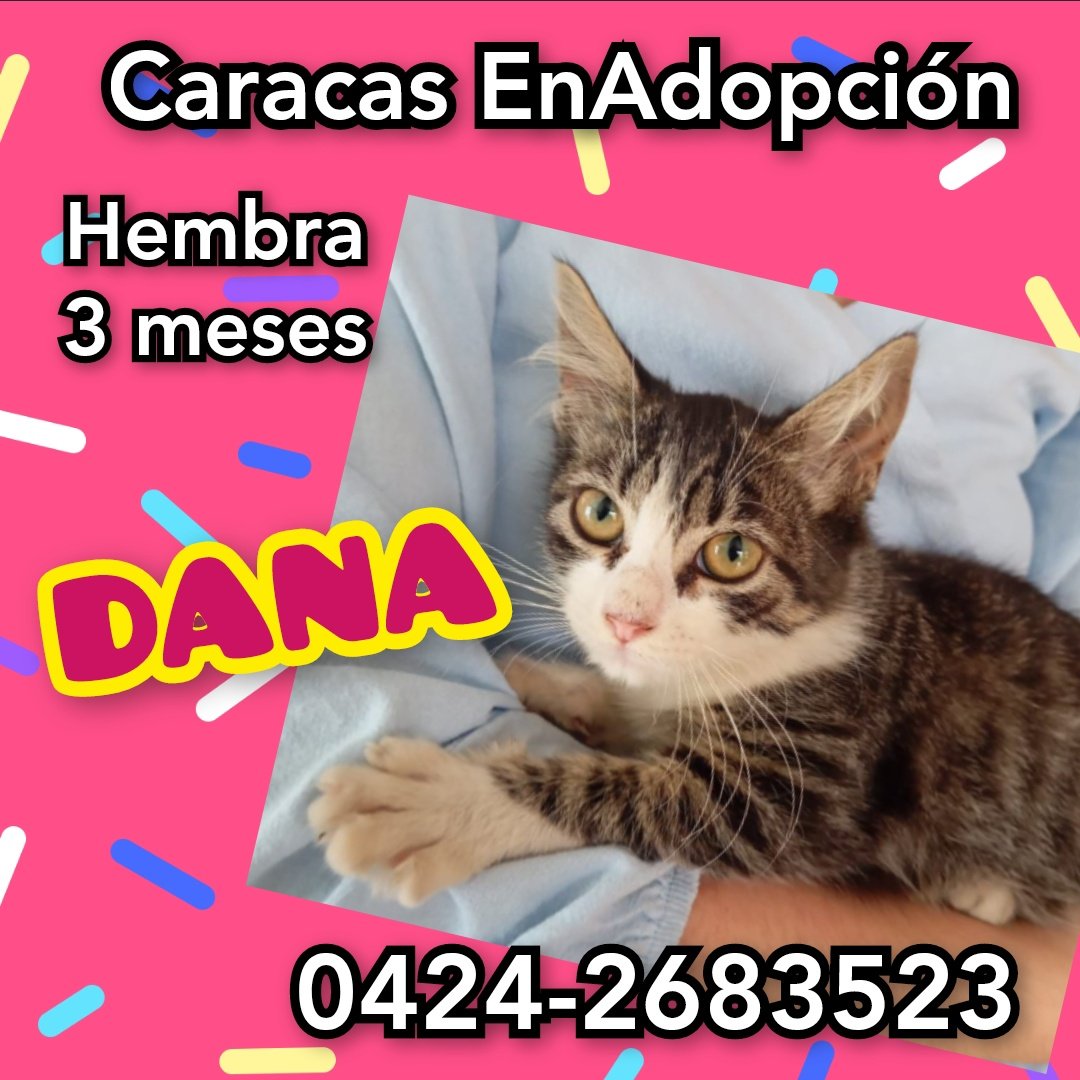 #Caracas #EnAdopción hermosa gatita ♀️ #TabbyBicolor , 3 meses rescatada del abandono #BuscaHogar amoroso. Se entrega con #CompromisoDeEsterilización se hace seguimiento. 📱 0424-2683523 <a href="/PerroUsuario/">PerroUsuario Wof '•'</a>