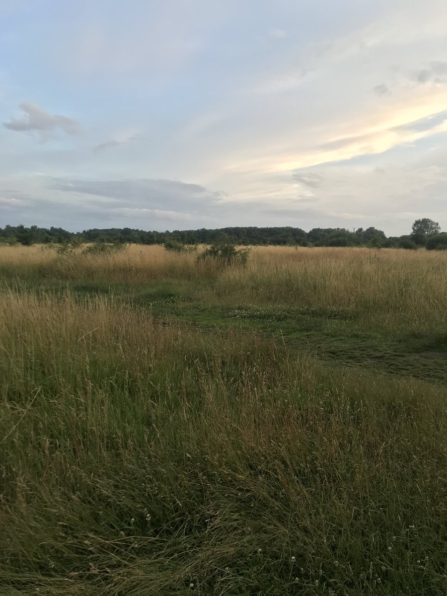 Padding76051651's tweet photo. @Trinity_Tudor @ASICSUK The summer just gone
My walks round local fields https://t.co/R9CuphegnL