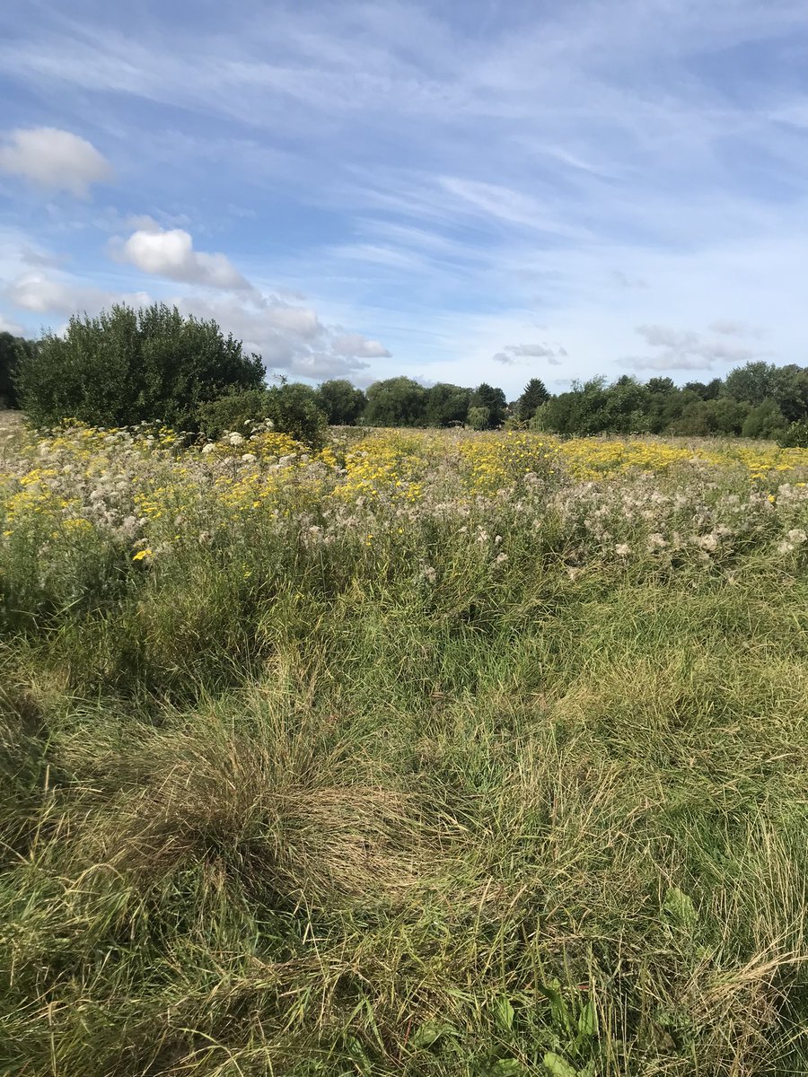 Padding76051651's tweet photo. @Trinity_Tudor @ASICSUK The summer just gone
My walks round local fields https://t.co/R9CuphegnL