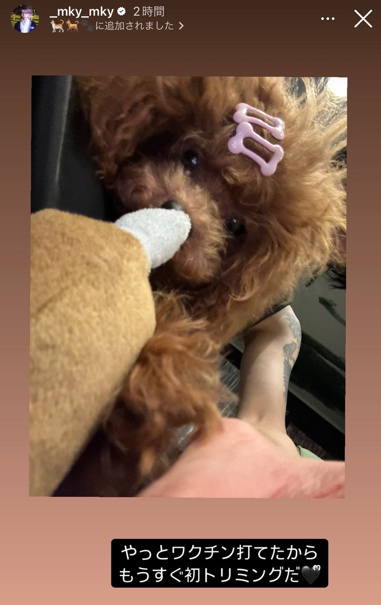 _hachi_0905's tweet photo. ハニたん✨

前��クリップしてるの🐶ྀི

か…か…可愛すぎます…🖤ᩚ

（幹也くんに抱っこされてるの羨ましすぎるw）

@_mky_mky https://t.co/NxCw9o5w3q