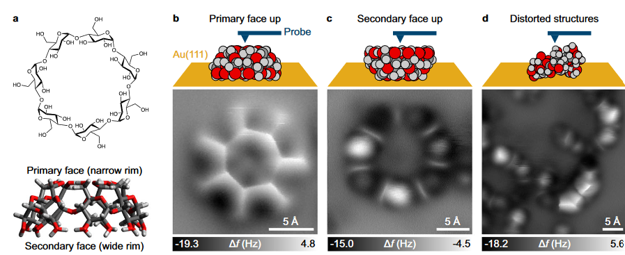 🧵 Using nc-AFM, we've visualized #cyclodextrins (CDs) with submolecular resolution— molecules made of glucose units with the remarkable ability to "trap" other molecules. 1/10 (paper in Nat Comm: rdcu.be/dYWOL)