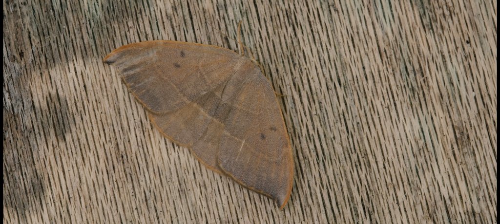 Rich Andrews (@cvlbirding) on Twitter photo Finally... I think I'm the last person in Bristol to trap Spiny Hooktip <a href="/BritishMoths/">British Moths</a> #mothbothering Finally... I think I'm the last person in Bristol to trap Spiny Hooktip <a href="/BritishMoths/">British Moths</a> #mothbothering