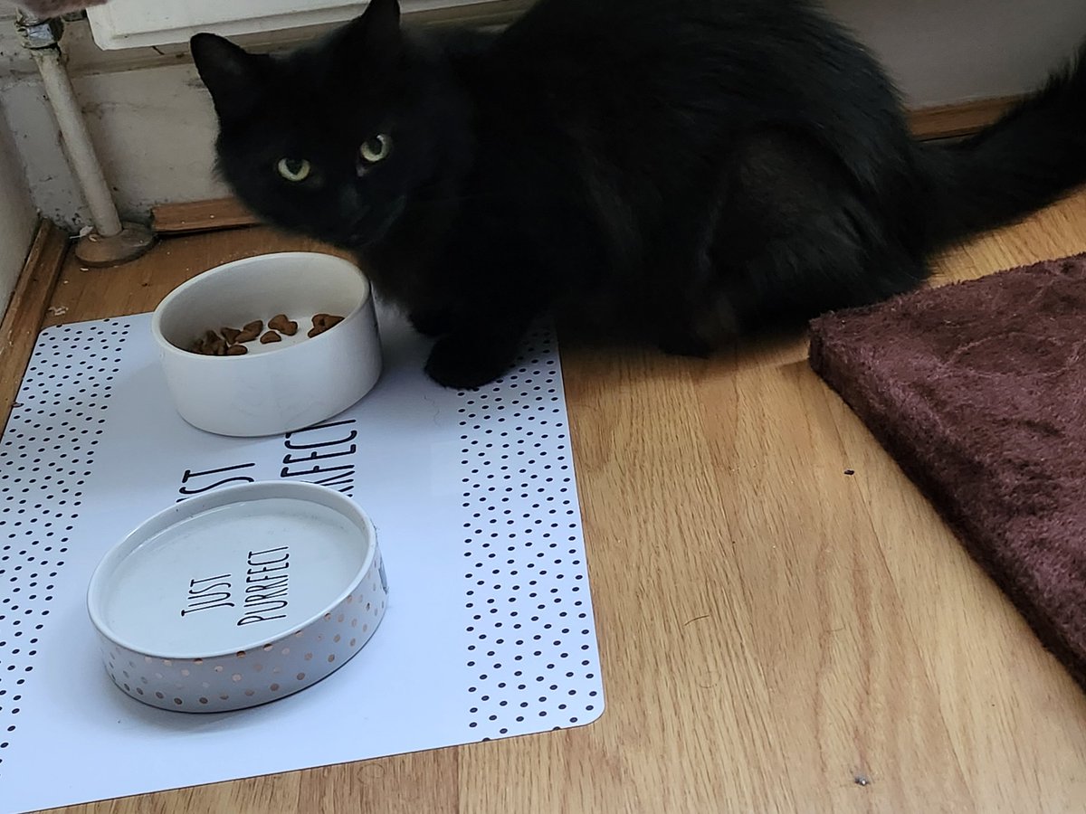 PikachuPotter's tweet photo. Well, welcome to the family little one! Meet Sabran, queen of her own queendom here much like herself in #prioryoftheorangetree! She's an absolute cutie with the softest heart already warming to her new realm.
#cat #kitten #catrescue #rootsofchaos #pets #pet #KittyTwitter https://t.co/0qijIq5sb5