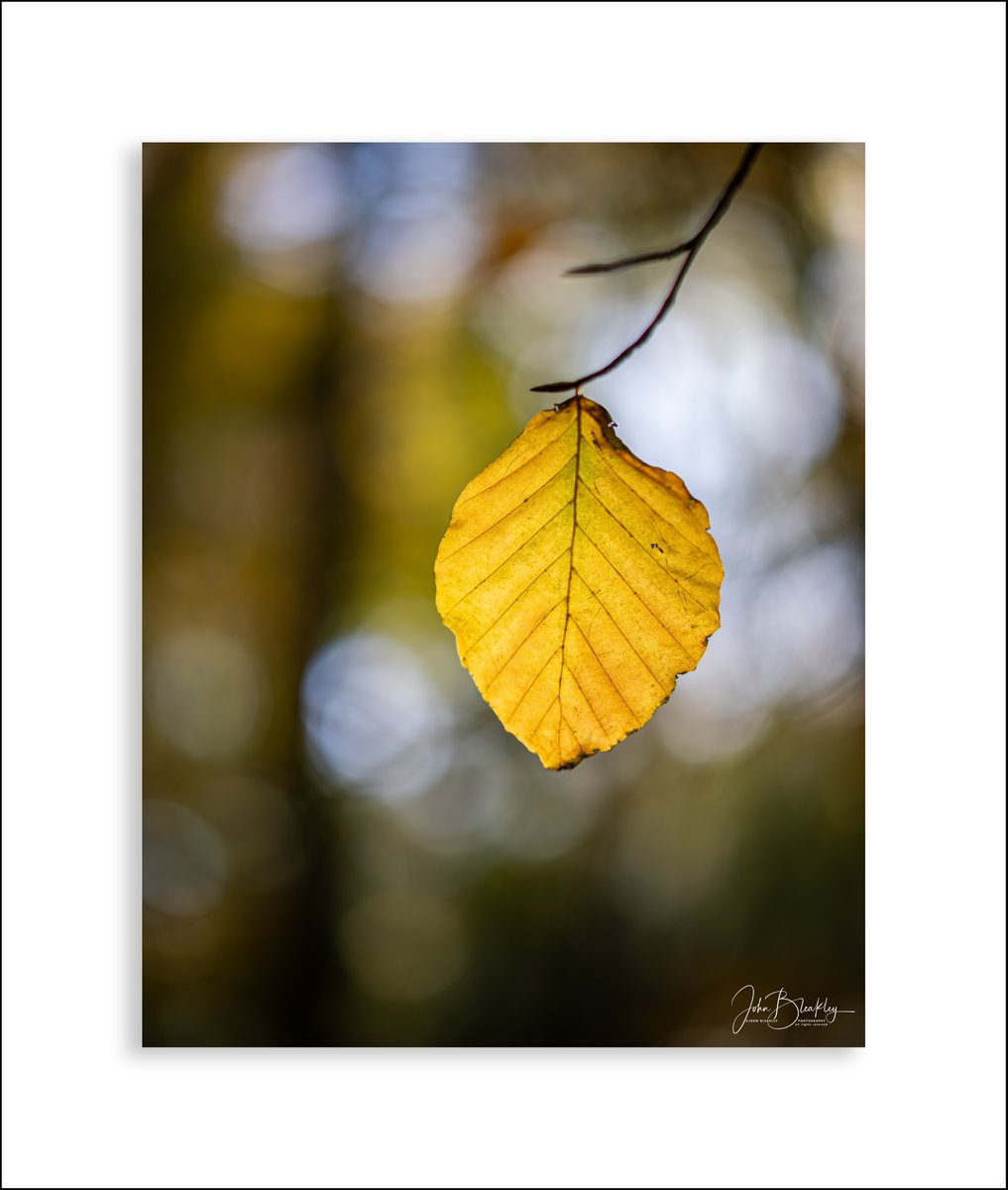 johnbleakley's tweet image. Backlit autumn leaves, impossible not to get the camera out. #autumn #backlit