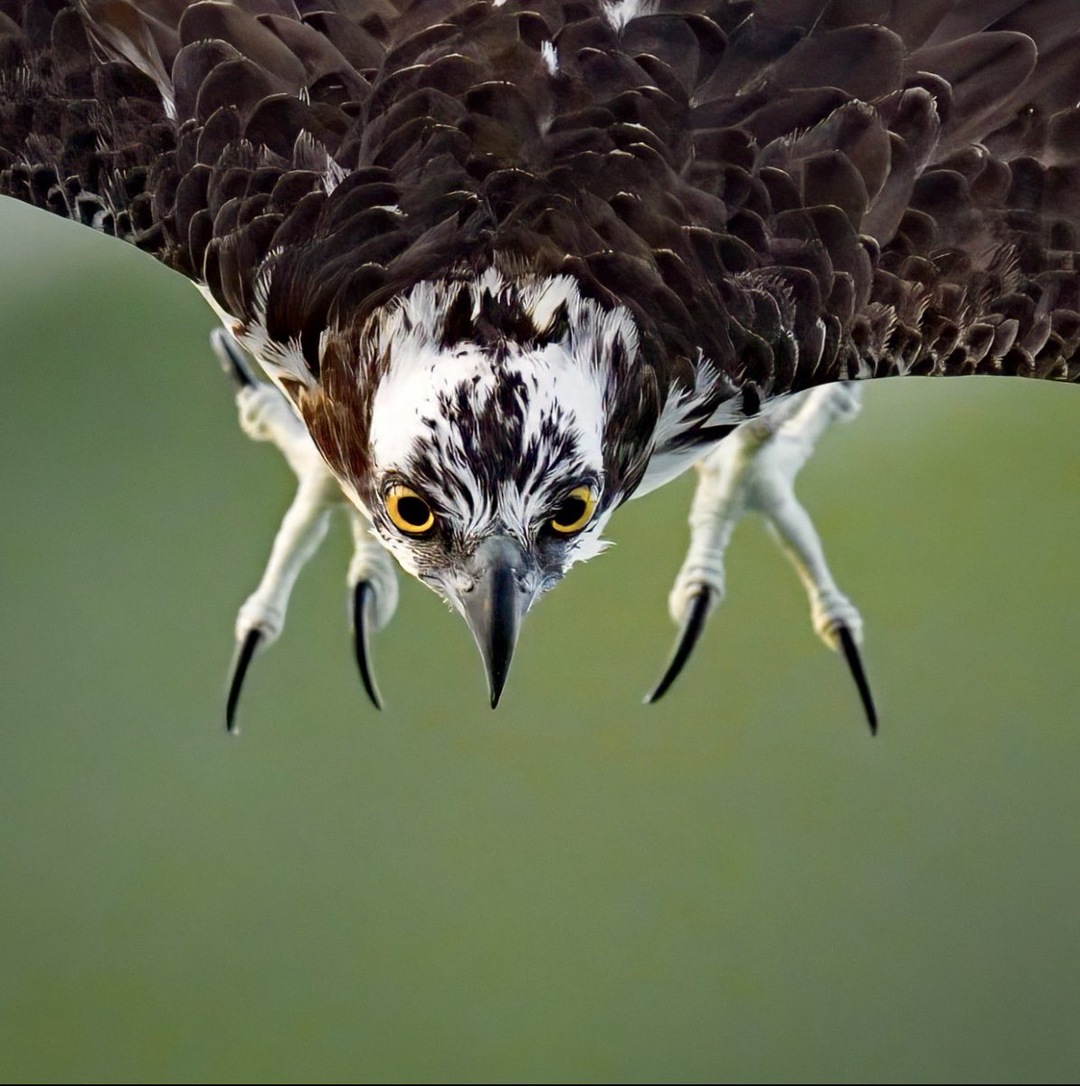 marktakesphoto's tweet image. Glad I’m not a fish!