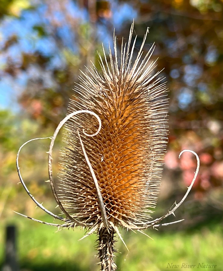 “All walking is discovery. On foot we take the time to see things whole.”- Hal Borland - #Teasel looking pretty in #Autumn  - #OnMyWalk #NewRiverNature #NatureLover #NatureMacro