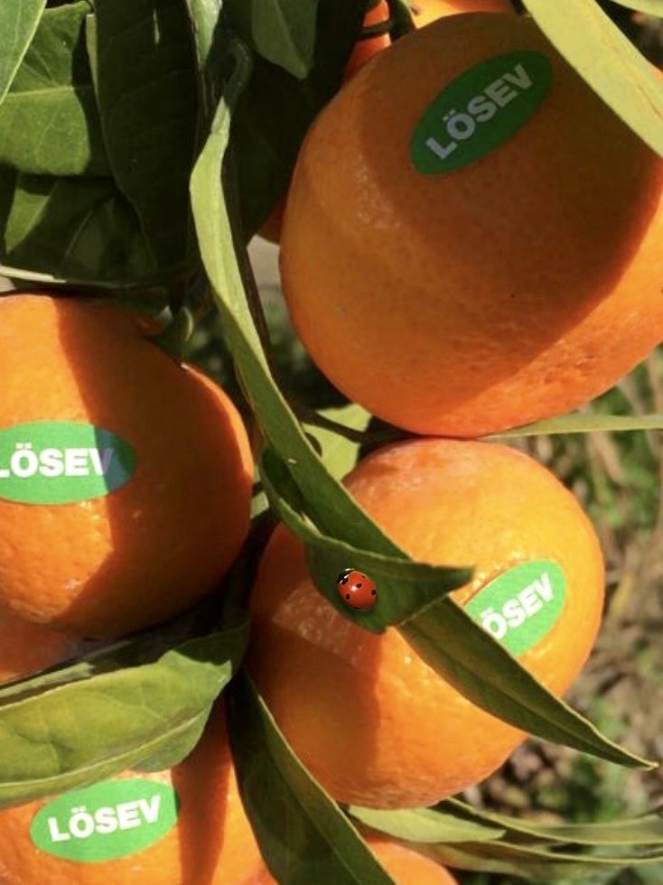 Lösev haftası - turuncu demişken,
Hatırlatalım .
Doğal olarak yetiştirilmiş ,
Kimyasal işlemler yapılmamış,
Çekirdeksiz , tatlı , 
Lösev Mandalinasının 
12 . Kasımdan itibaren satışına başlıyoruz.
Şimdiden ayırtın , siparişe başlayın.
Sonra kalmamış , alamadık diye üzülmeyin