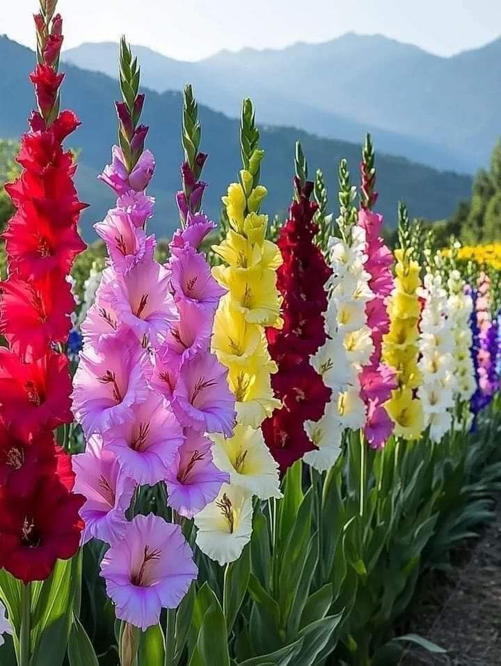 castillo01291's tweet photo. Feliz día sábado mi gente. https://t.co/ArUvsGFrDH
