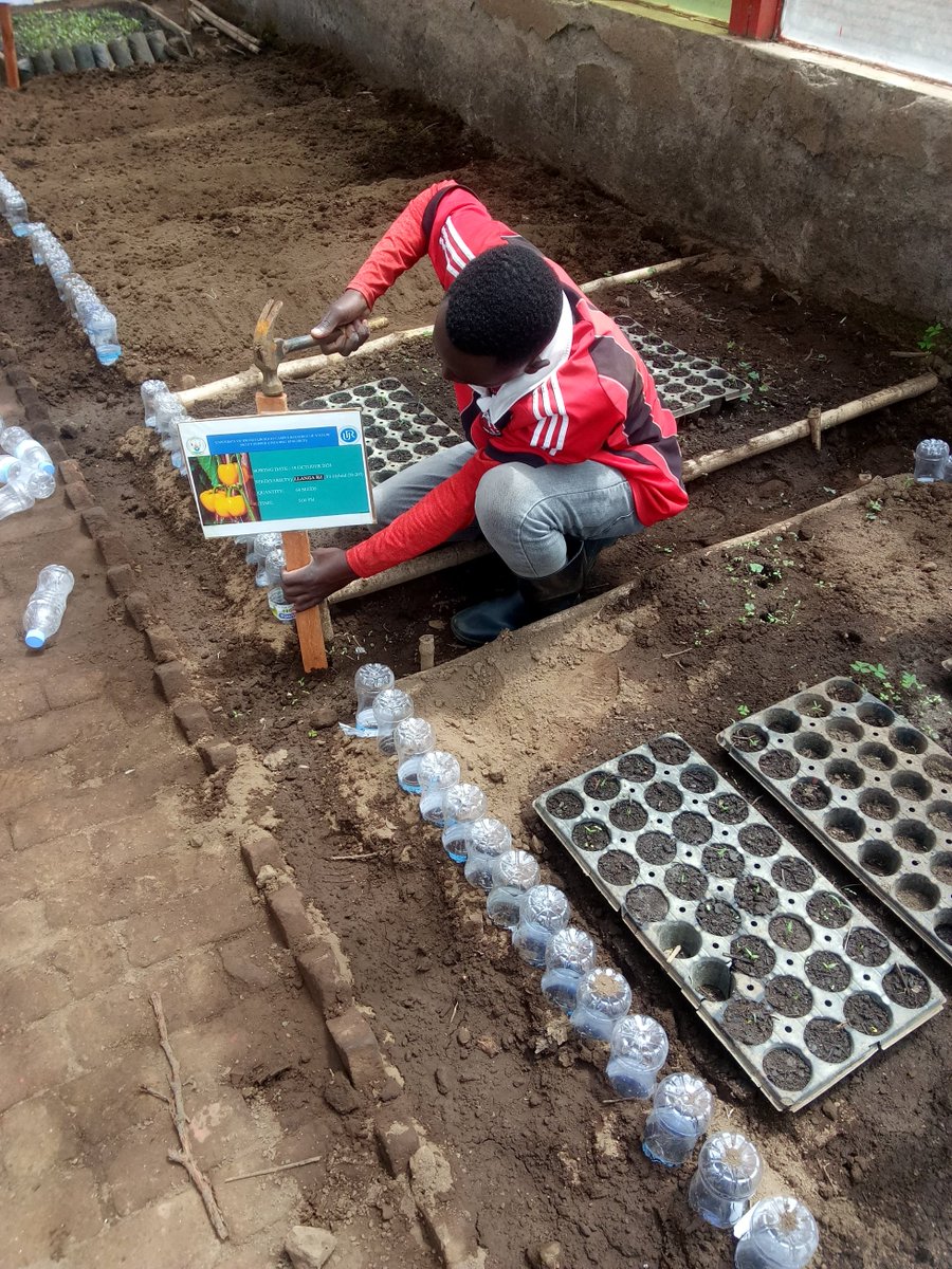 Sweet peppers are colorful, crunchy, and packed with vitamins A &amp; C! Perfect for salads, roasting, or snacking. What’s your favorite way to enjoy them? 
#SweetPeppers #HealthyEating <a href="/USDA/">Dept. of Agriculture</a> <a href="/FAO/">Food and Agriculture Organization</a> <a href="/NIFAnews/">NIFA</a> @AGRILIFE
<a href="/RwandaAgri/">Ministry of Agriculture & Animal Resources |Rwanda</a>