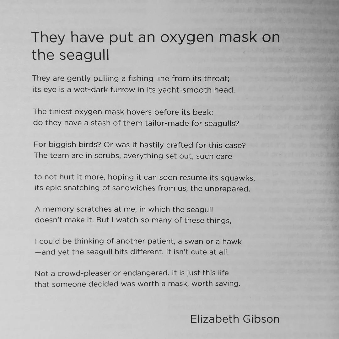 Elizabeth Gibson (they/them) 🌈 tweet media