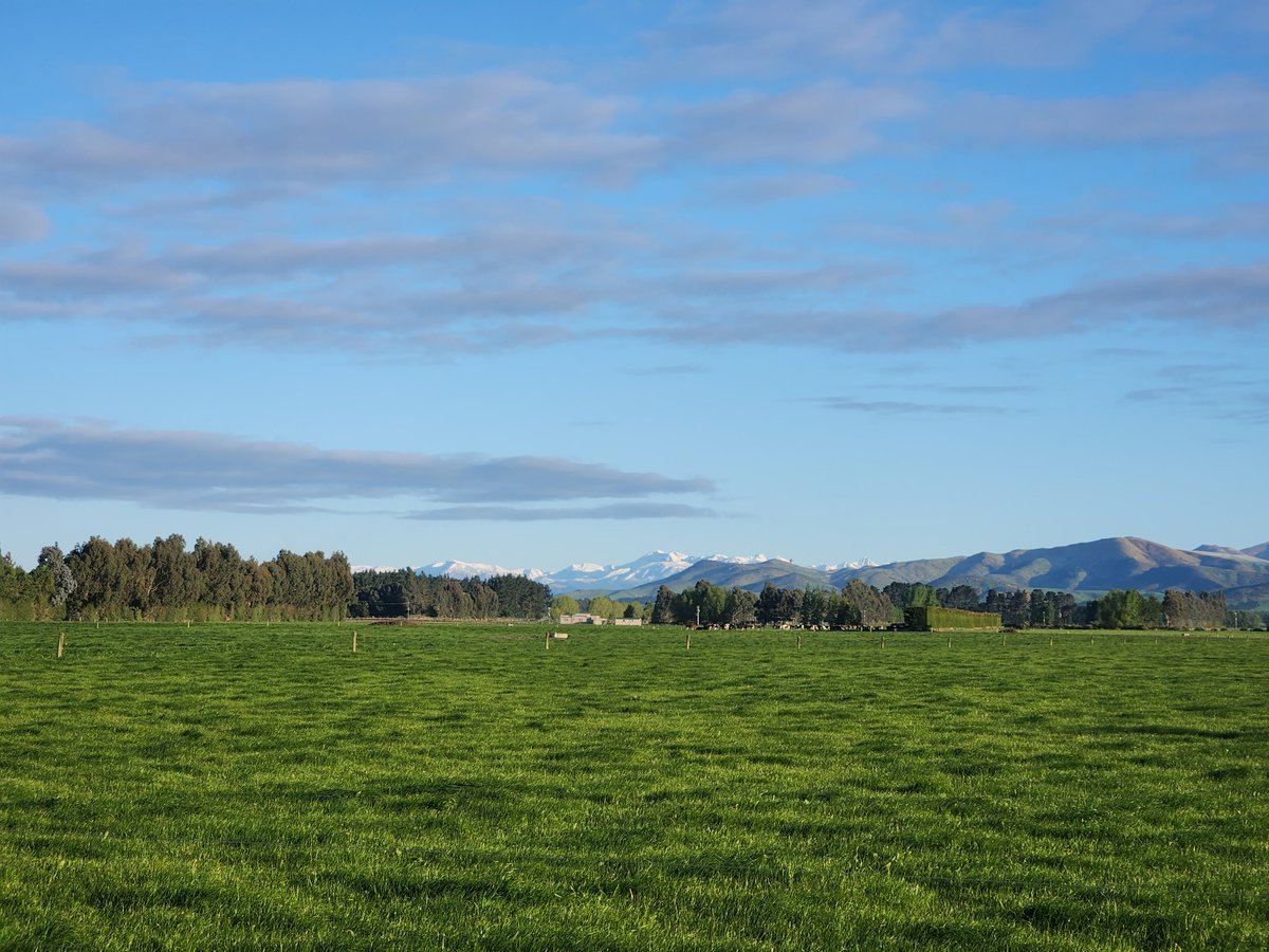 First week of mating done. 36.7% submitted in first week. 30.8% if you take the CIDR cows off. Pretty happy with it considering the weather our poor girls have had to indure these last 10 weeks. Fresh snow on the hills this morning!