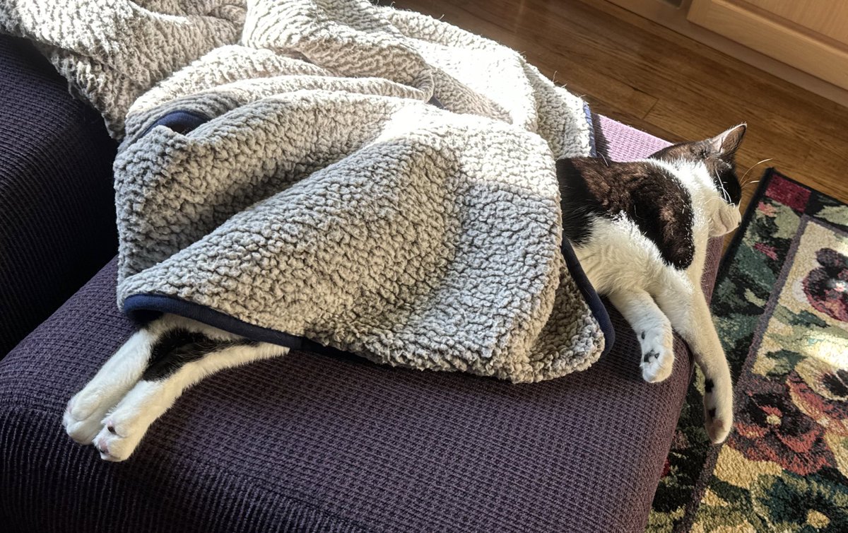 Little sister Lele sometimes makes me wonder if she’s part human… she ended up like this all of her own doing… #CatsofTwittter #Caturday