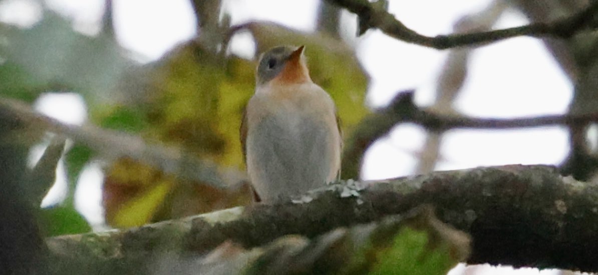 Aidan G. Kelly tweet media