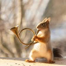 squirrels are gay rats