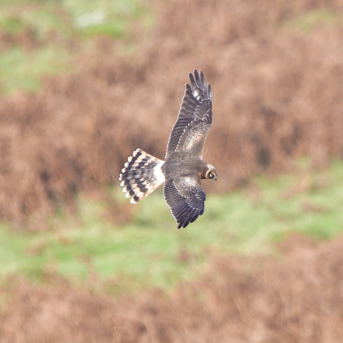 thebeardedbirdman tweet media