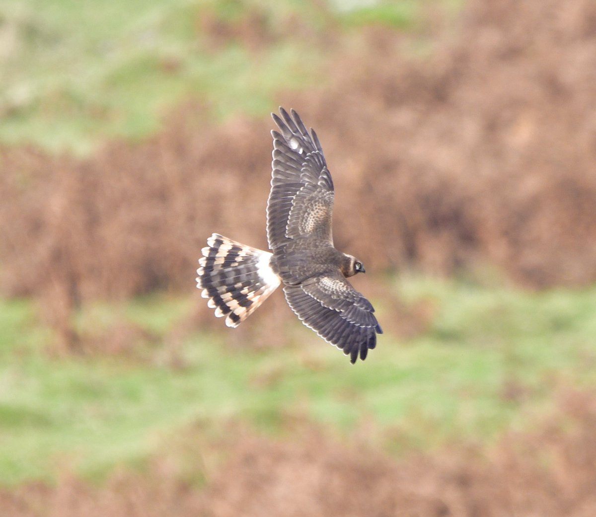 thebeardedbirdman tweet media