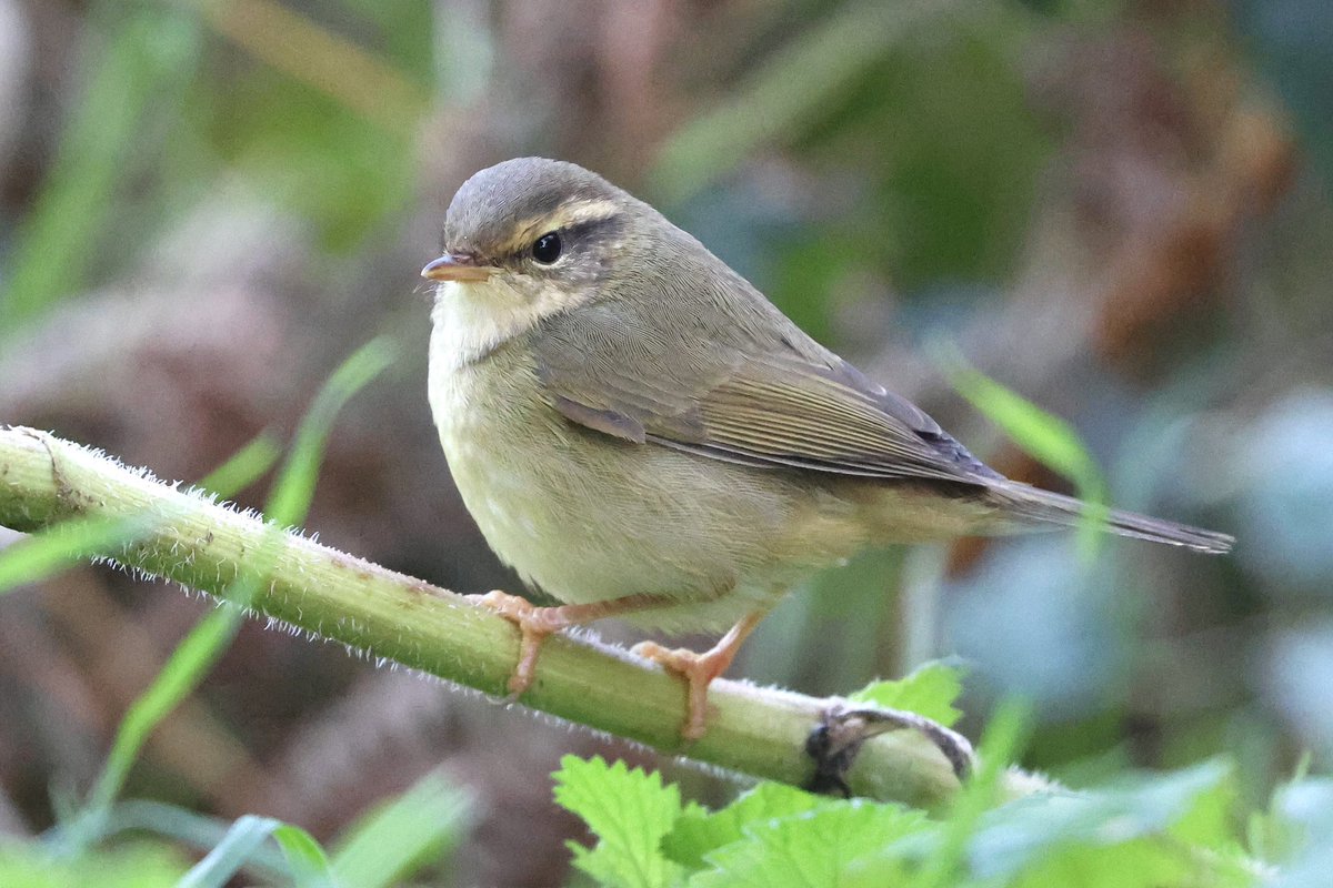 St. Mary’s Patch tweet media