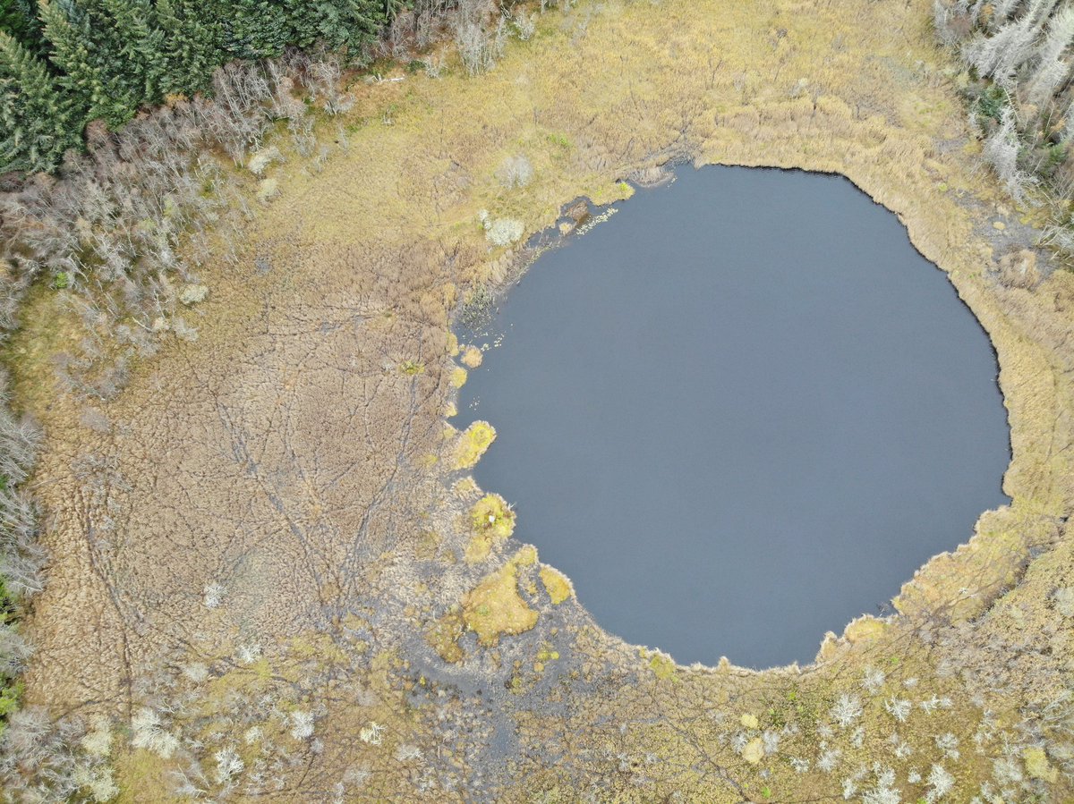 So many Sika deer (Cervus nippon) around locally. Heaps of them. Can really see the trampling impact they're having on this local lochan (which I suspect is a kettle hole). A few nice Sphagna to be found still but the coralroot orchid still evades me... Must be there...