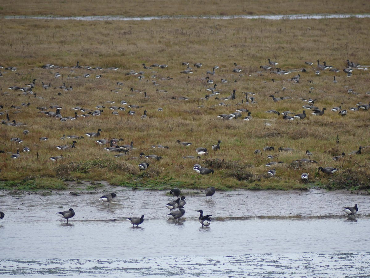Looks like dark-bellied Brent geese have had an awful breeding season only found 2 juveniles out of 1400 at Donna Nook today.