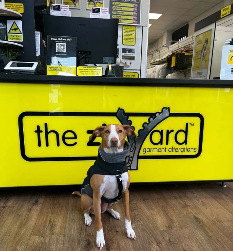 zipyardranelagh's tweet photo. 🐾 Meet Nala, adorable customer of The Zip Yard Ranelagh 🐾

When her owner's favourite jumper became worn, instead of saying goodbye, The Zip Yard created a scarf for Nala from the leftover fabric ❤️🐶 

#sustainablefashion
#dogsofinstagram 
#reuse 
#repair
#upcycle https://t.co/Qn0y3XnV5D