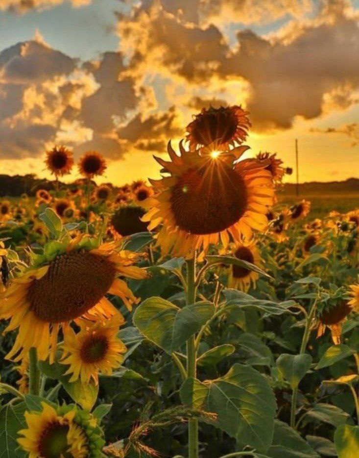 Abbas_Safari1's tweet photo. 🔻 Sunflower farm
Khoi city ,Azarbayjan Province
#Iran_is_beautiful
Beautiful Iran
#IranReality https://t.co/yaf7bqwtTF