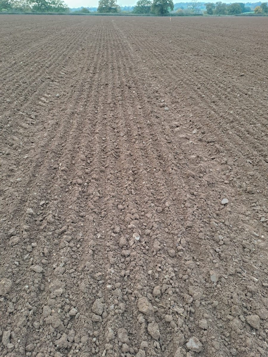 Megan Edmonds tweet media