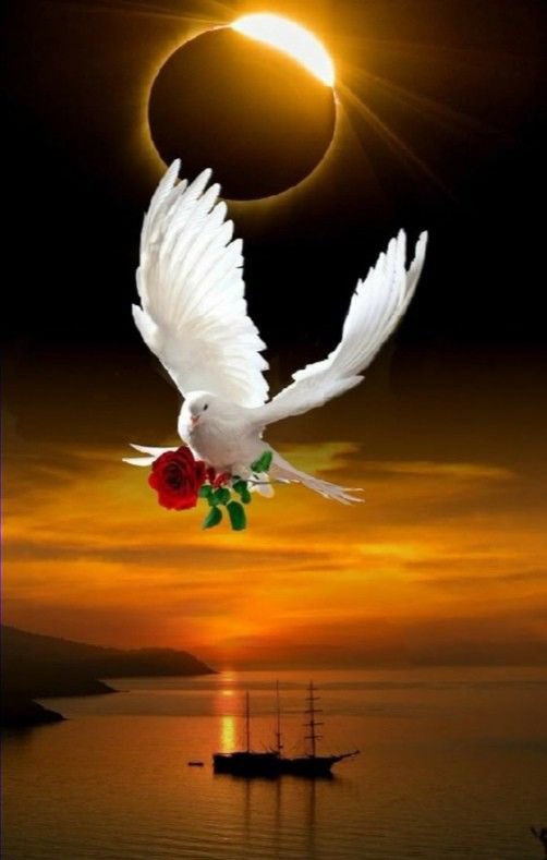 Abbas Radi tweet media