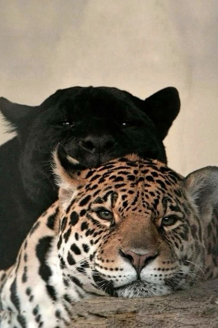 Premy Loco tweet media