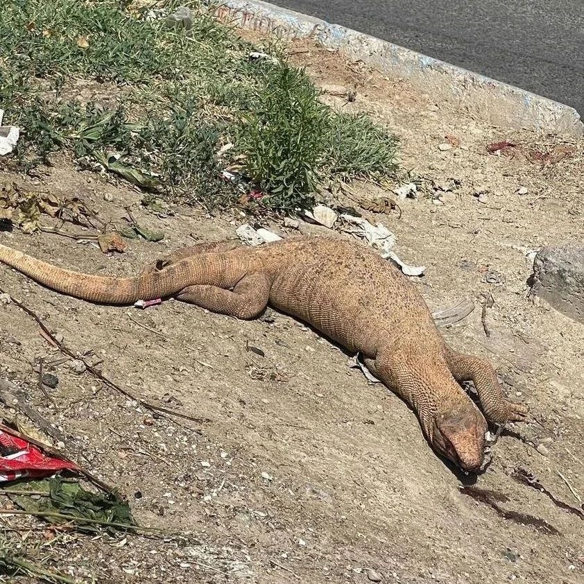 AleGIO33_'s tweet photo. Massacre of Varanus nesterovi by local people ..

This is why we need to start importing and breeding this species in captivity !

From > https://t.co/qomSxt6Fi7

#Varanusnesterovi #desertmonitor #monitorlizards #Kurdistan #Iran #ZagrosMountains #Psammosaurus #conservation https://t.co/yO8FbSxFGr
