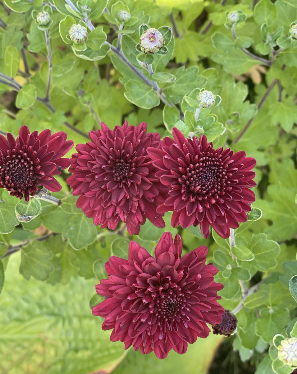 그래..
가을엔 국화지
자세히 들여다 보니 조그마한 꽃들도 가을 분위기다 🍂
심드렁했던 마음에 눈이 반짝여 진다