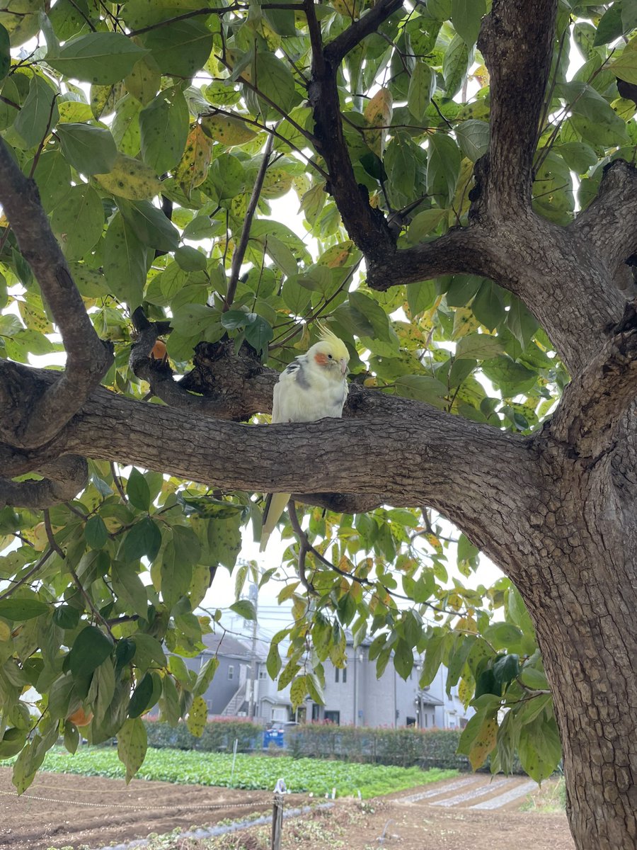 Umeumeumeu401's tweet photo. 先程、迷子と思われるオカメインコを発見

保護しようとしたのですが、肩に乗った後に驚いて飛んでいってしまいました😢
まだ鳴き声はしていたので周辺にいるかと思われます
とても人に慣れている様子でした

気になる点あればお声掛けください

#迷子鳥
#迷い鳥
#オカメインコ
#東村山市
#拡散希望 https://t.co/Dlql2pkxsD