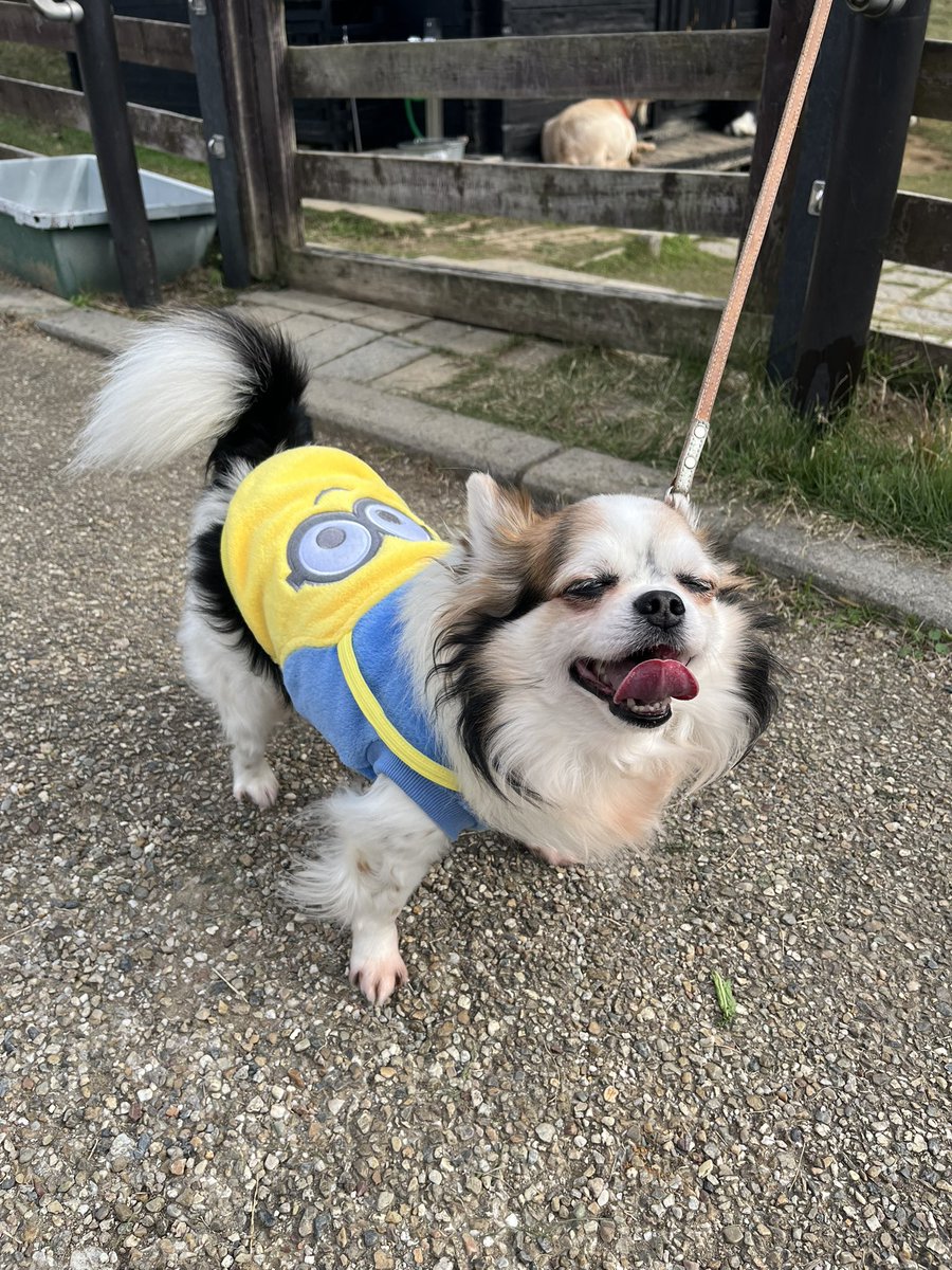 hinademama's tweet photo. 11/10ゎいくら㊗️12歳のお誕生日🎂
11歳で大病して…
以降かぁちゃんの仕事時間以外いくらに尽くしておりますが…
元気に少しでも長く一緒にいれますよぉに悔いなく楽しく過ごしております。
無理なくちょっとずつお出かけしましょうということでお散歩デート❤️
#チワワ　#ブサイクチワワ https://t.co/huFjGtygeW