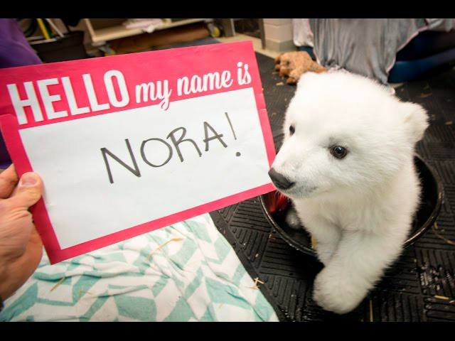 Hello my name is $NORA and I'm a baby polar bear 🐻‍❄️

Join me in making new friends on @Solana! 💜

CA: 3xgnMbz7CCdk5q34gYTxFx3Ke1wcNLu51tfVJzELpump