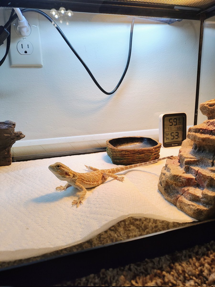 my little man came home!! in honor of his redemption arc, he has been renamed Zuko 🥰