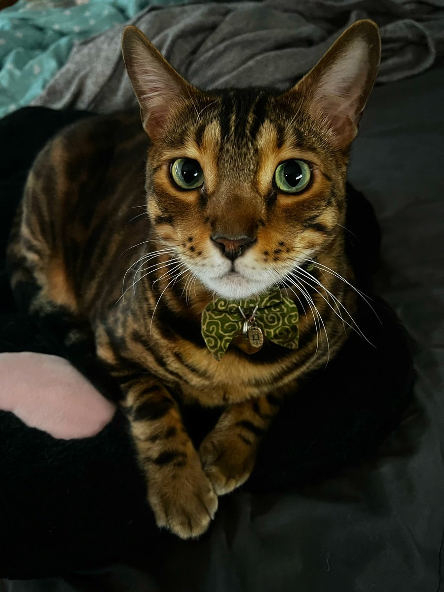 kipurr's tweet photo. @PunchingCat 🩵Nobu 💚Winston https://t.co/ztY5yDOdgb